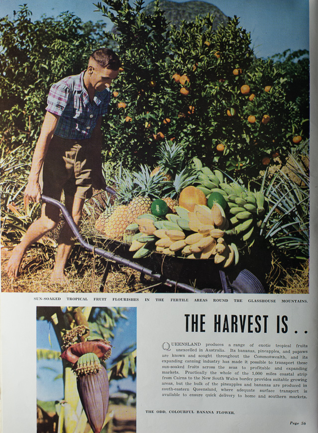 Images and text of Queensland tropical fruit industry (Queensland Annual 1956)